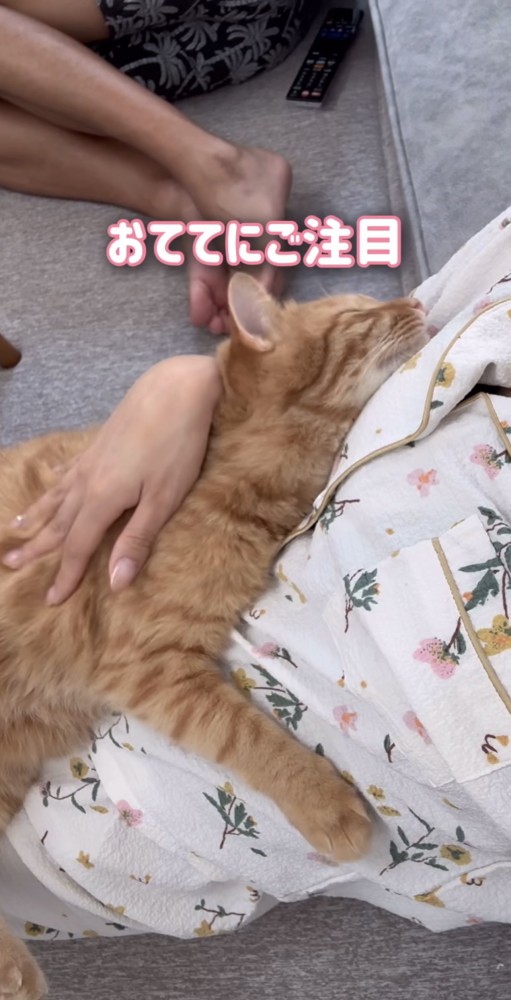 眠そうなとらまる