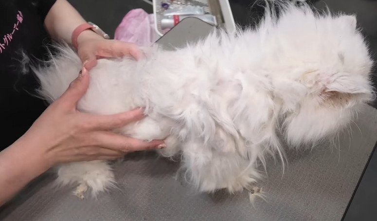 トリミング台に乗る猫