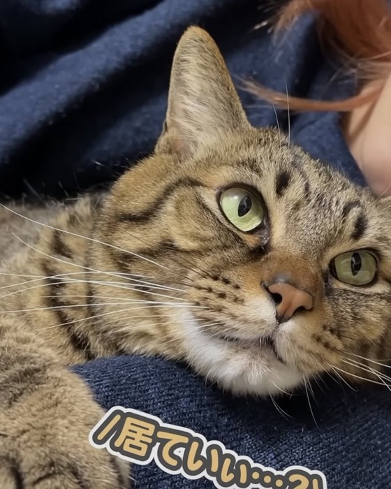 「居ていぃ...?」のテロップ写真