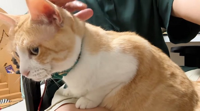 膝の上で座りかけている猫