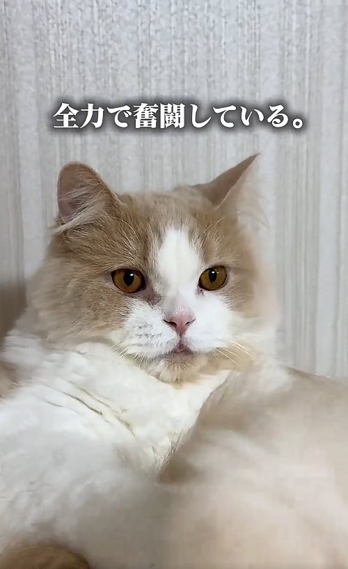 口から少し舌が出ている猫
