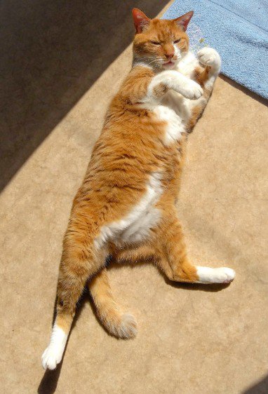 ファイティングポーズをする猫