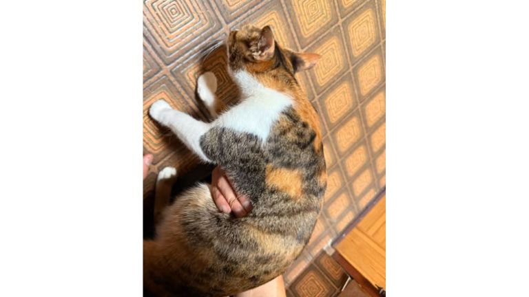 抱かれている猫