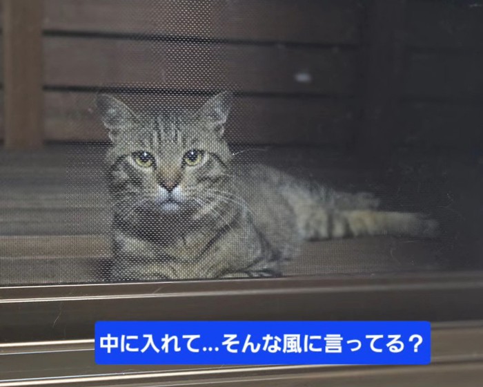網戸の向こう側にいる猫
