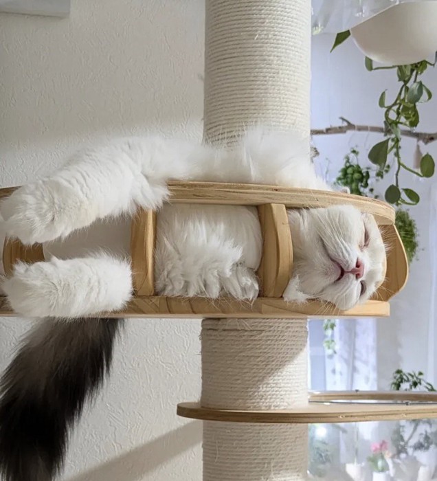 キャットタワーの手すりにもたれかかって眠るスコティッシュフォールド