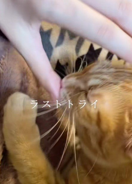 飼い主の指を吸う猫