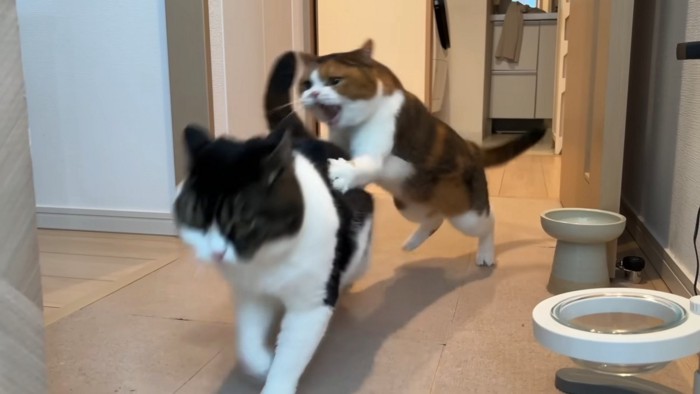 猫パンチするライラちゃん