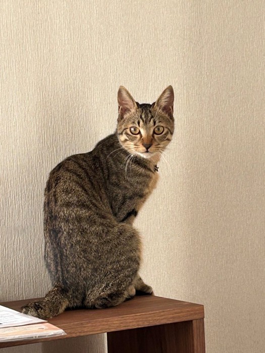 成長したキジトラ