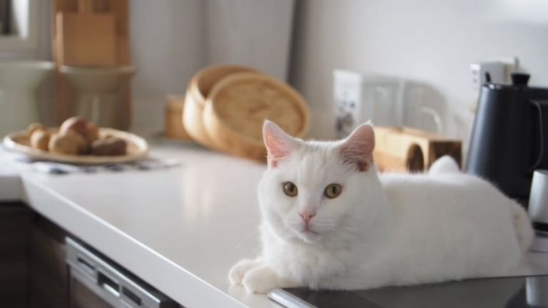 キッチンにいる猫