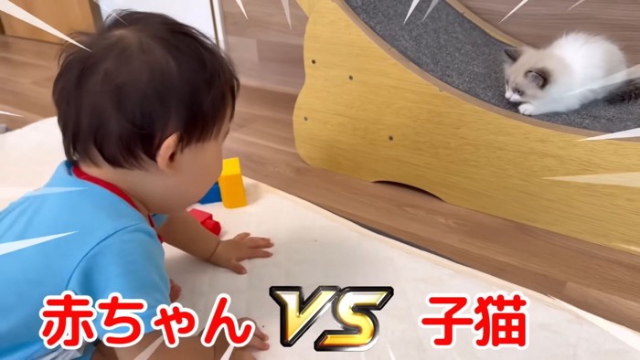 テロップ「赤ちゃんVS子猫」