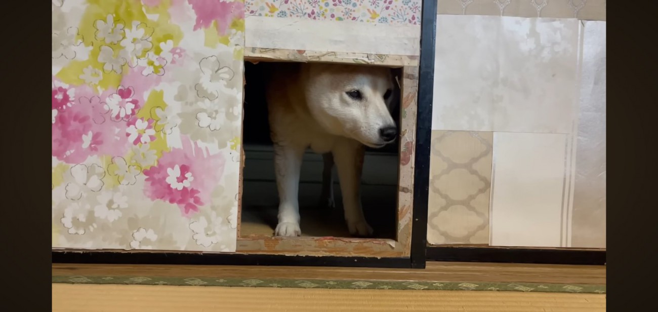 顔を出すももちゃん