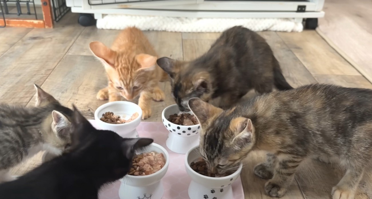 5匹が食べている