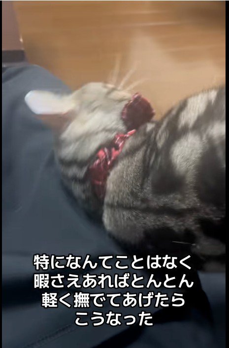 ソファの上に座っている人と甘えている猫