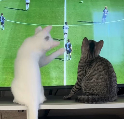 画面の中を動くボールを見つめる猫たち