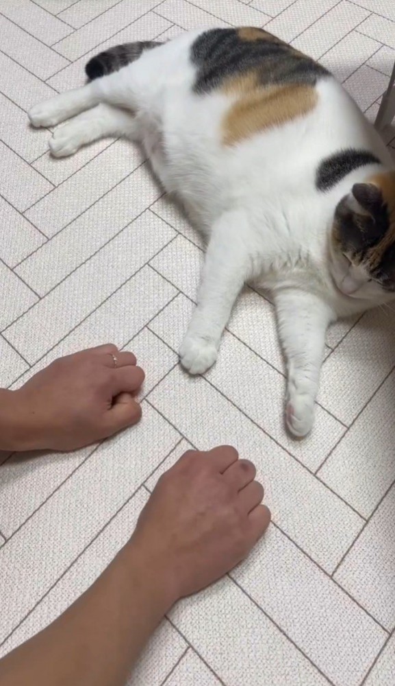 拳ふたつと猫