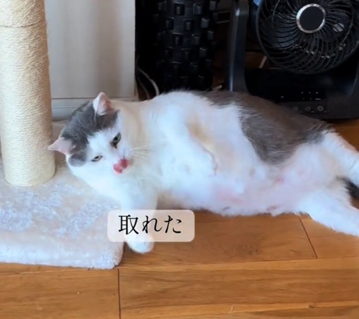 無事に手が外れたおでんちゃん