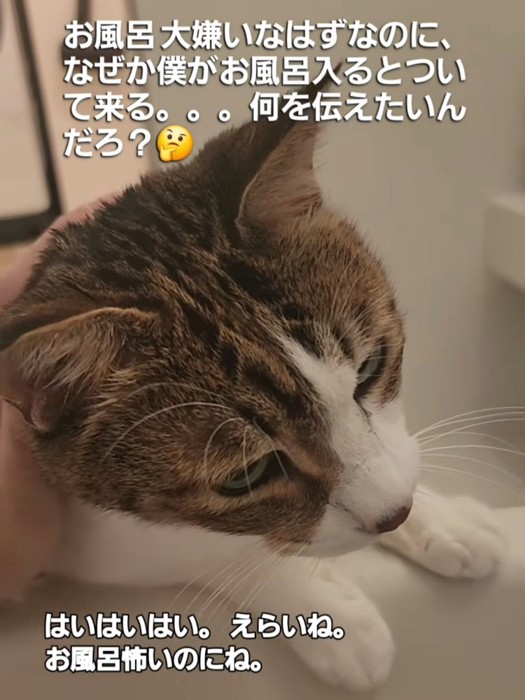 なでられる猫