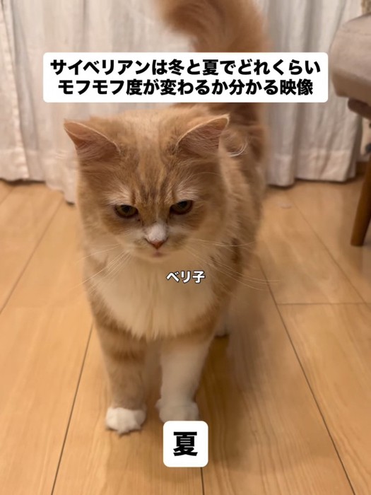 立っている猫