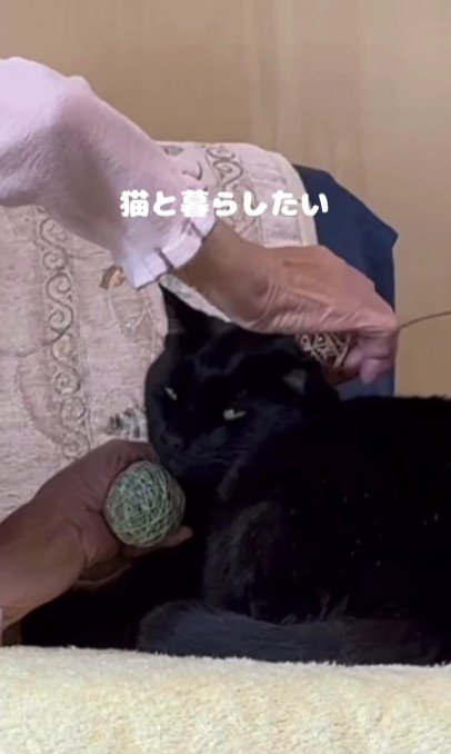 おばあちゃんになでられる猫