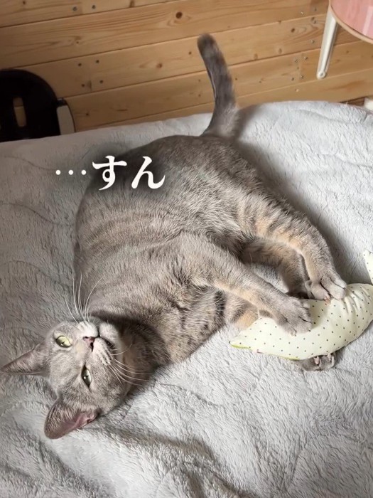 横になる猫