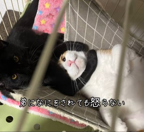 茶白猫の顔を両手で包む黒猫
