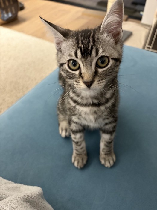 座っている子猫の足元