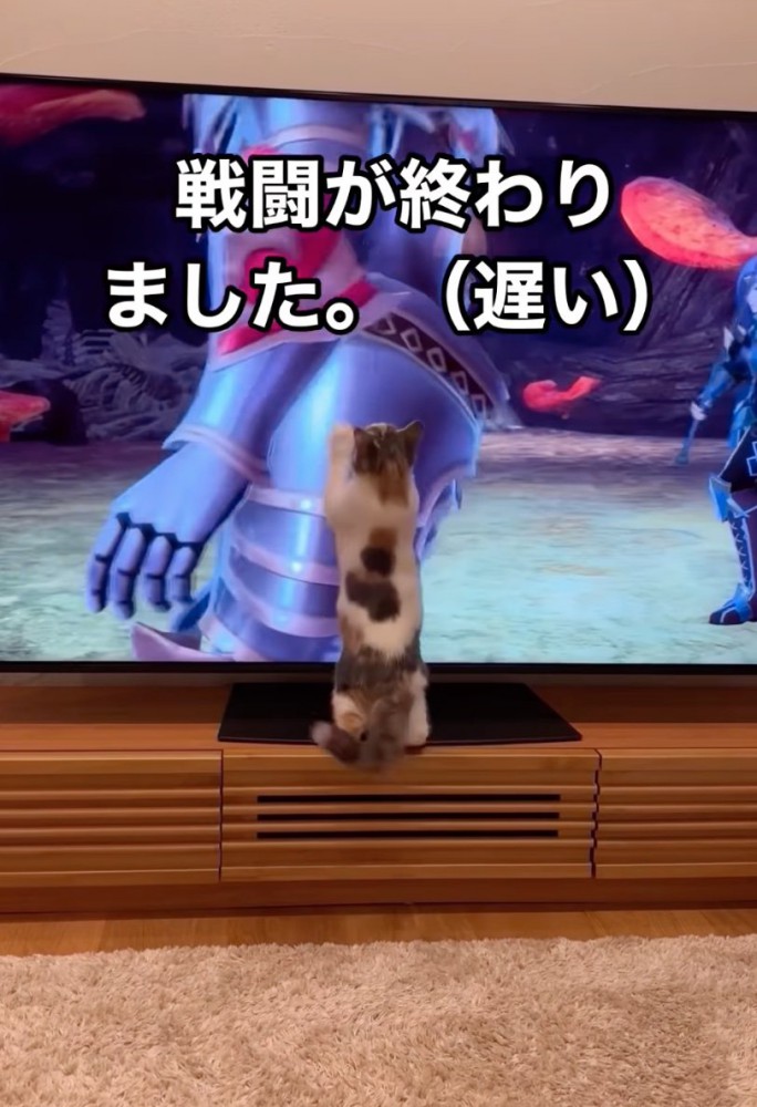 テレビ台の上に乗る猫