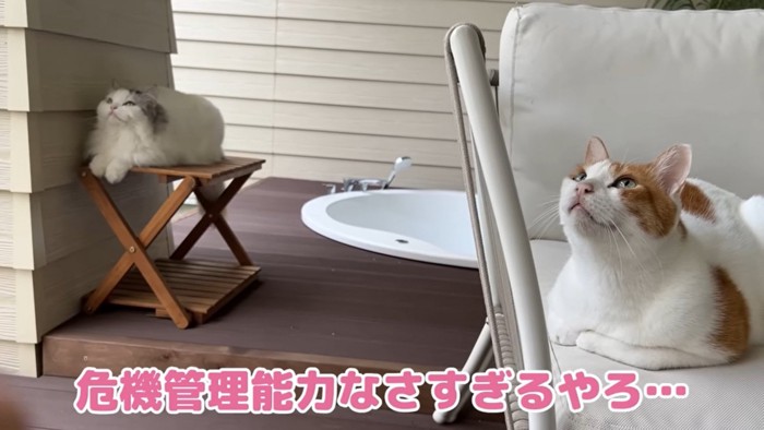 すぐ下でじっとツバメを見つめる2匹…