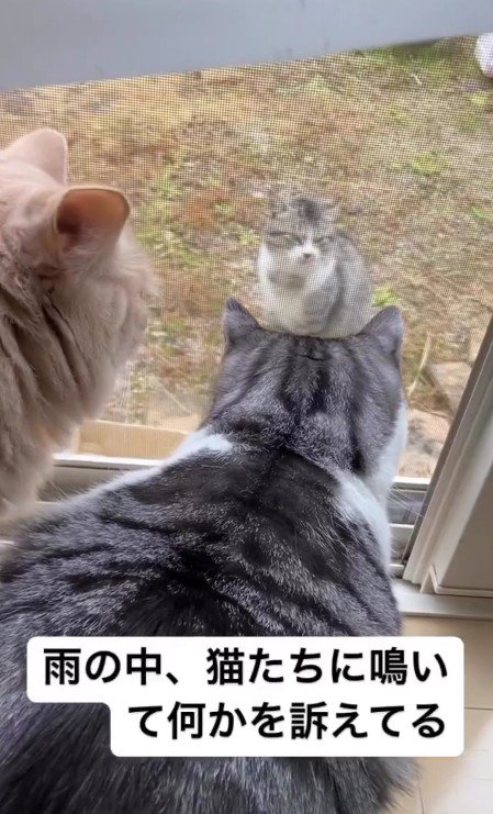 鳴いている外猫