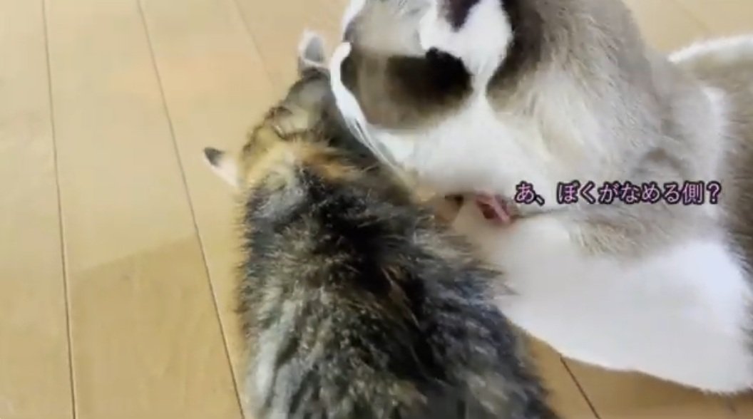 子猫を毛づくろいしてあげる先住猫