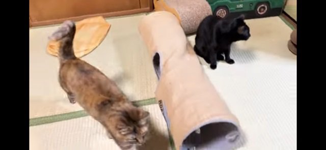 走り回る猫たち