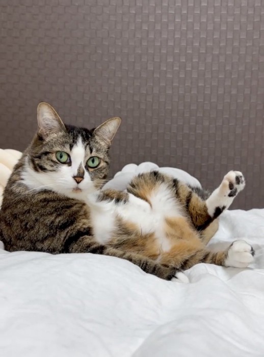 驚いた表情の猫