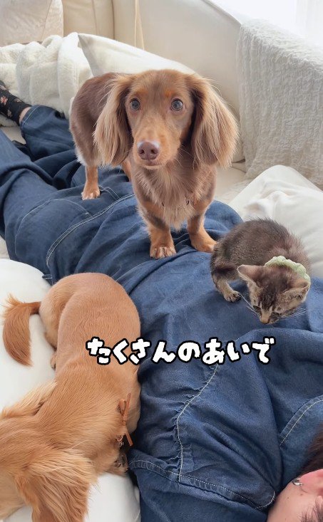 人の背にのる子猫と2匹の犬