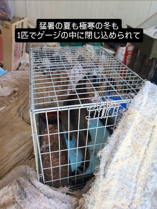 猫が入っているケージ