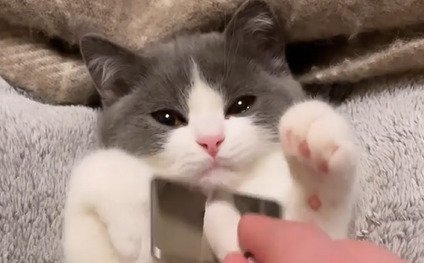 ブラッシングされる子猫