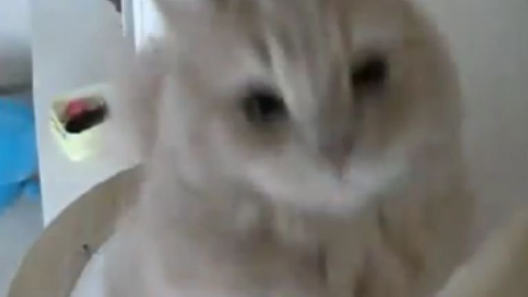 ペットカメラに映る猫