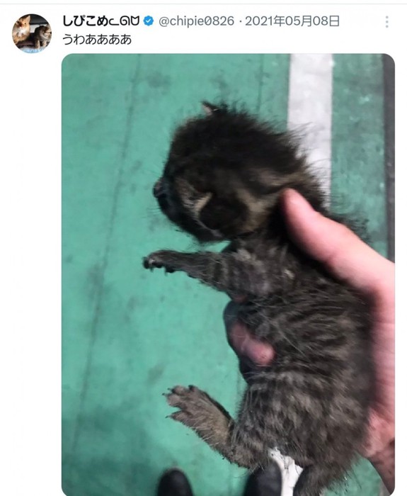 人に持たれる子猫