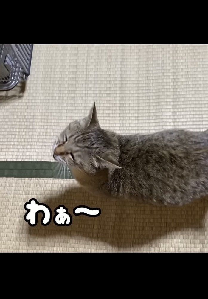 歩きながら鳴く猫