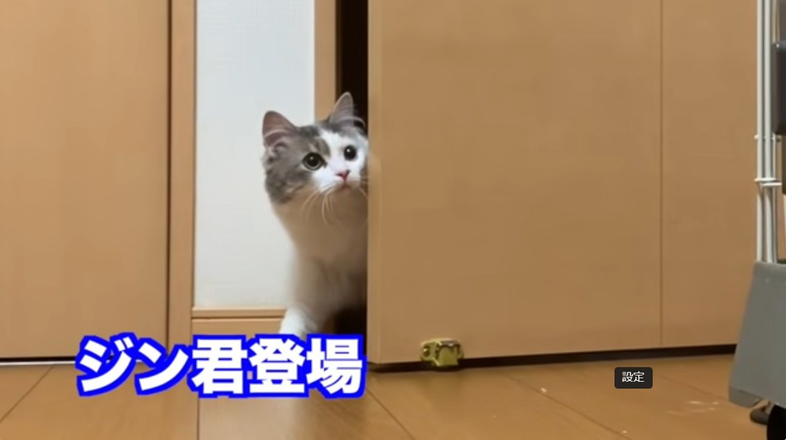 ドアからのぞくぶち猫