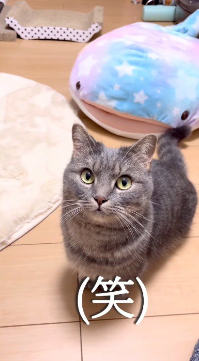 カメラを凝視する猫