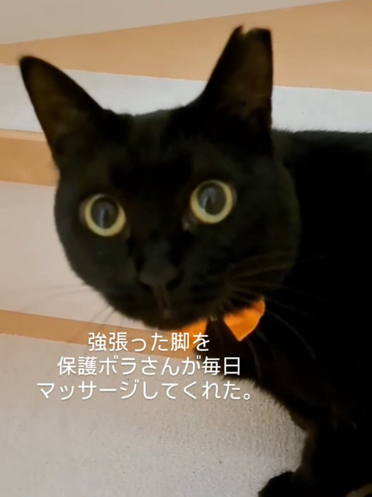 黒猫の顔