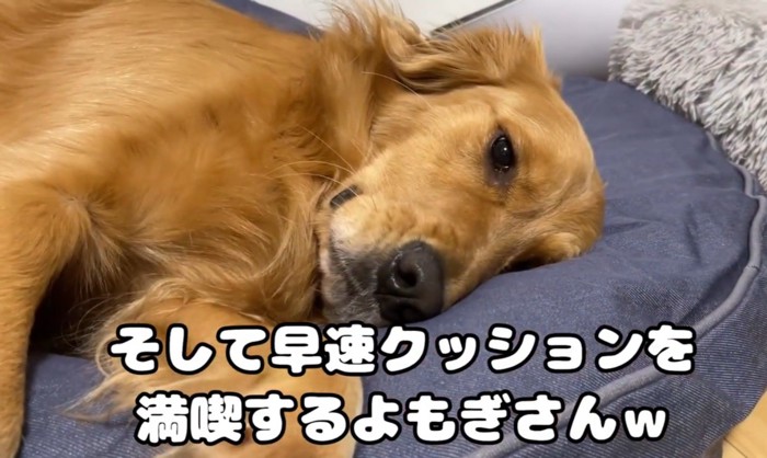 犬