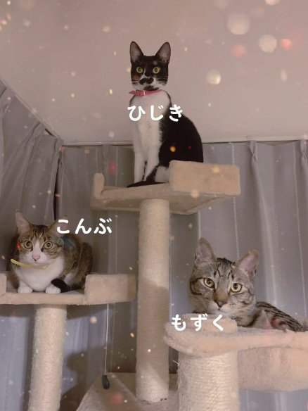 キャットタワーに登っているキジ白の猫と白黒の猫とキジトラ猫