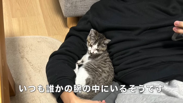 人に寄りかかる子猫