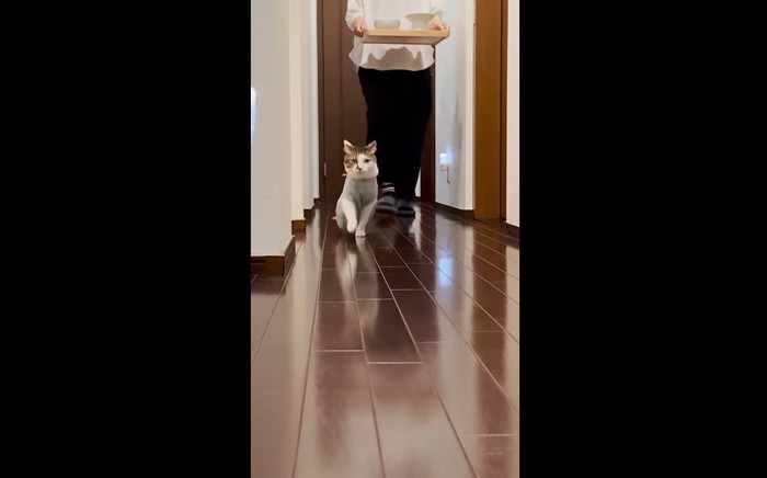 右前足を少しだけ上げて先導