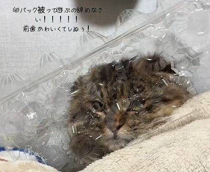 卵パックをかぶる猫