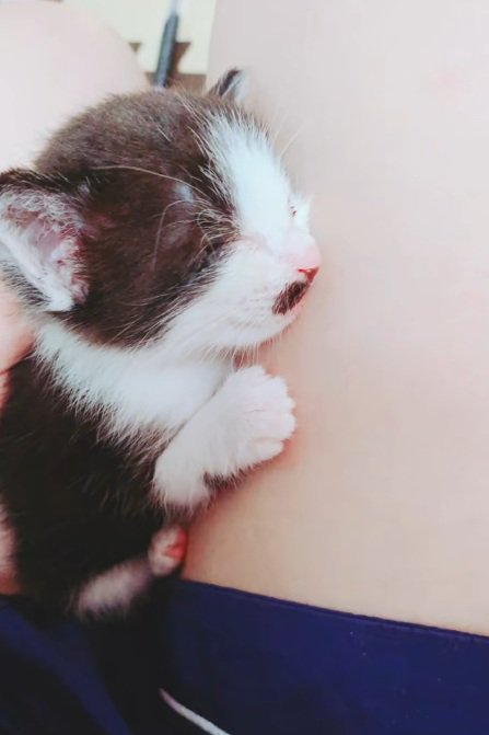 膝の上で眠る黒白模様の子猫