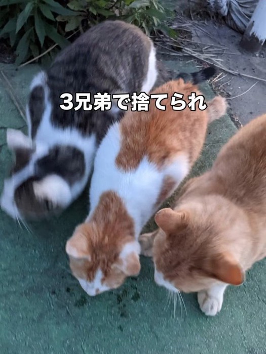 3匹の猫