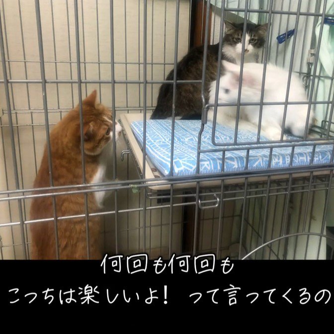 2匹の猫を見る猫