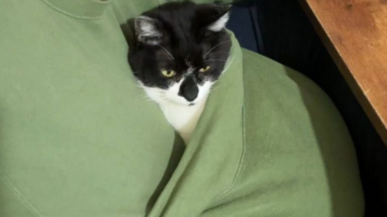 パジャマに入っている猫